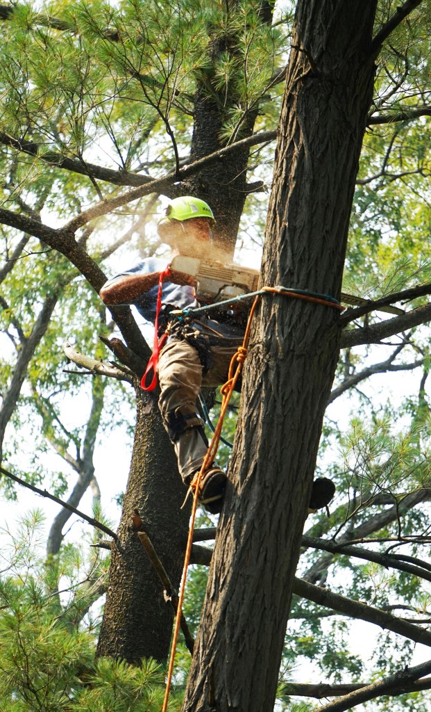 An arborist using a chainsaw to cut a large tree branch while secured with safety ropes high up in a tree. The worker is wearing protective gear, including a helmet and harness, as sawdust flies from the cut."